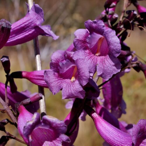 Jacarandá Caroba